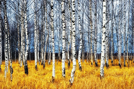 Vervago Skill Sharpener Hello Are You Really Listening